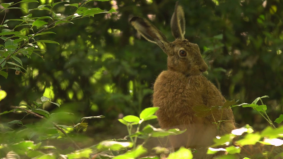 #the nature fix - a hare in the soup